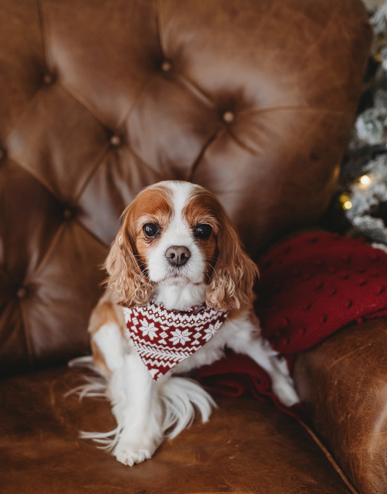Santa's Sleigh