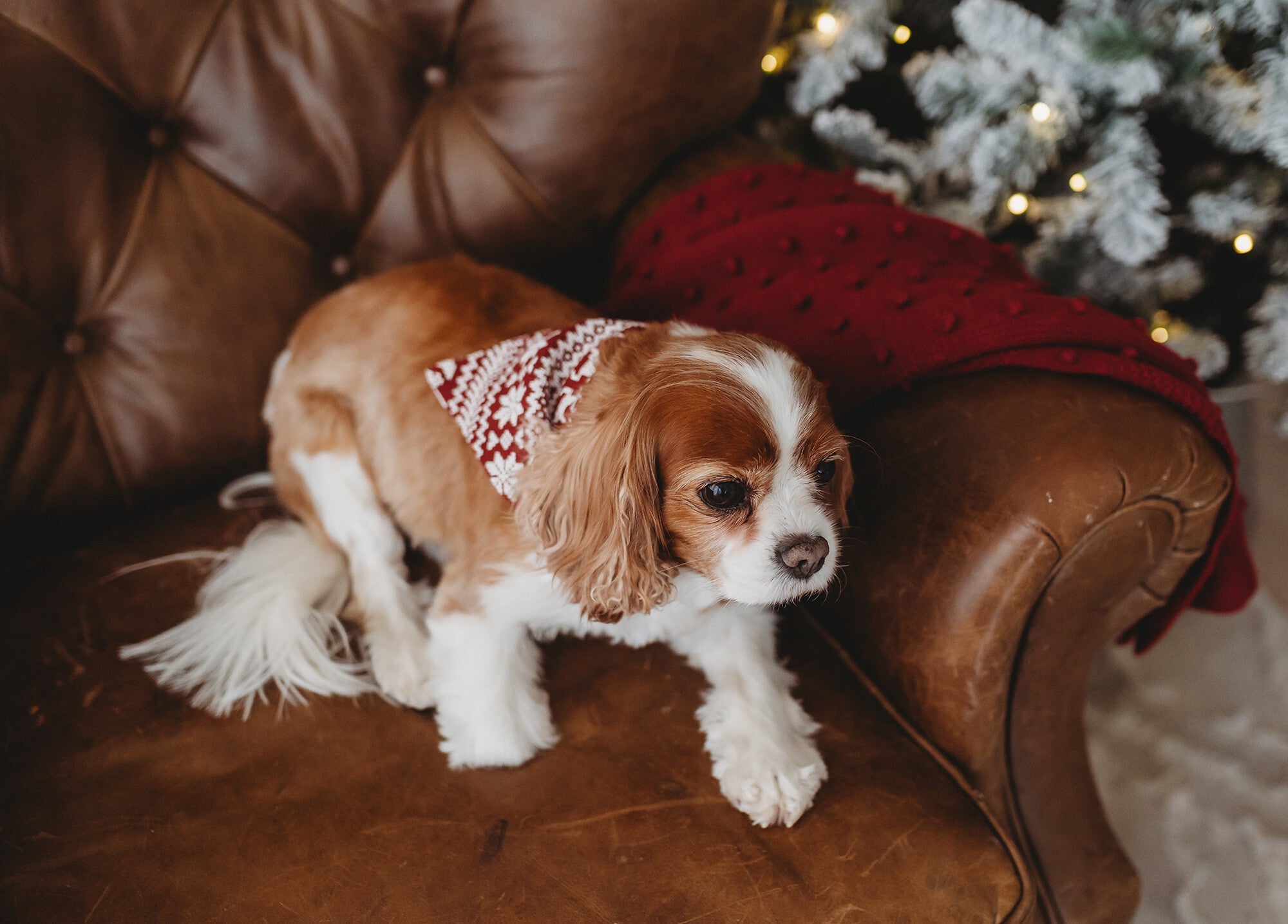 Santa's Sleigh
