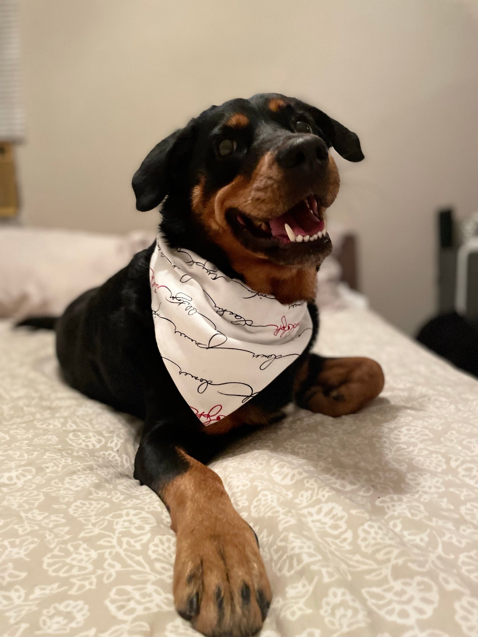 Writing Reindeer - Organic Holiday Pet Bandana