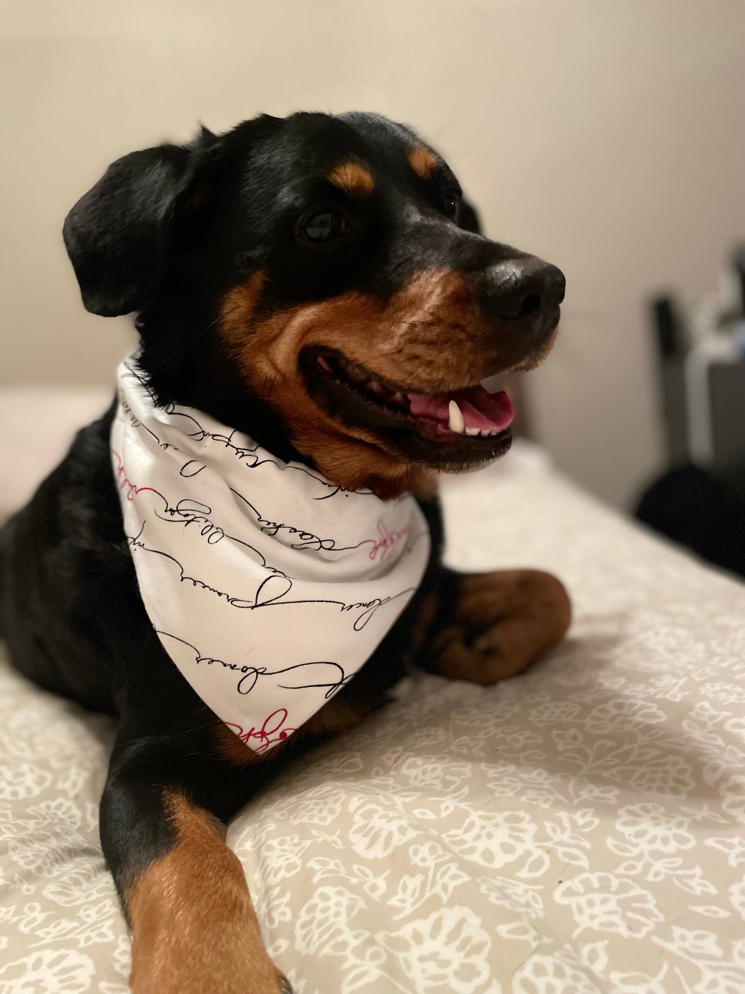 Writing Reindeer - Organic Holiday Pet Bandana