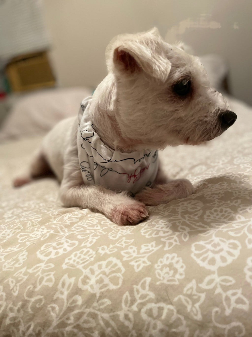 Writing Reindeer - Organic Holiday Pet Bandana