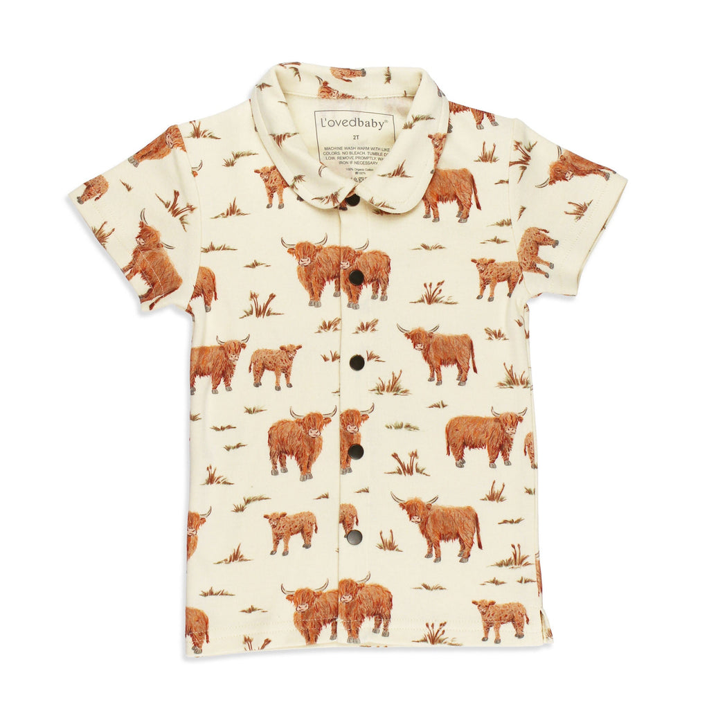 Highland Cow