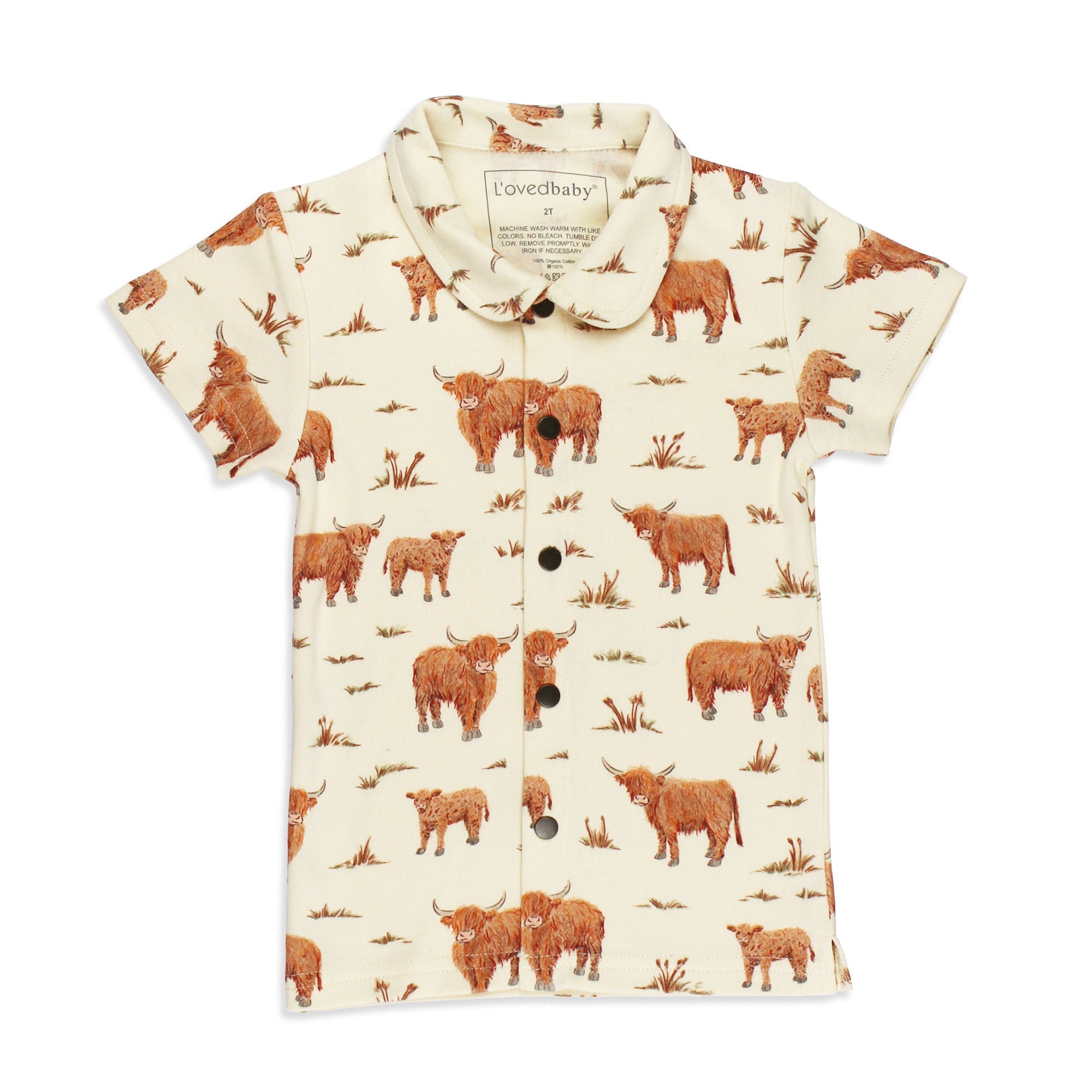 Highland Cow