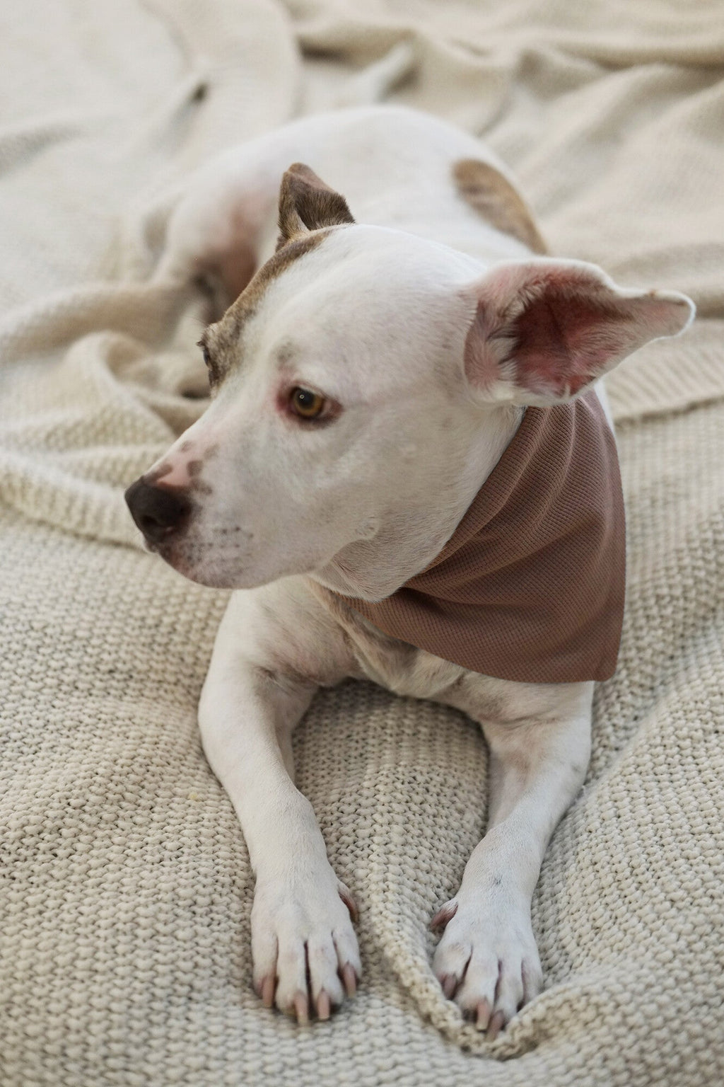 Cocoa