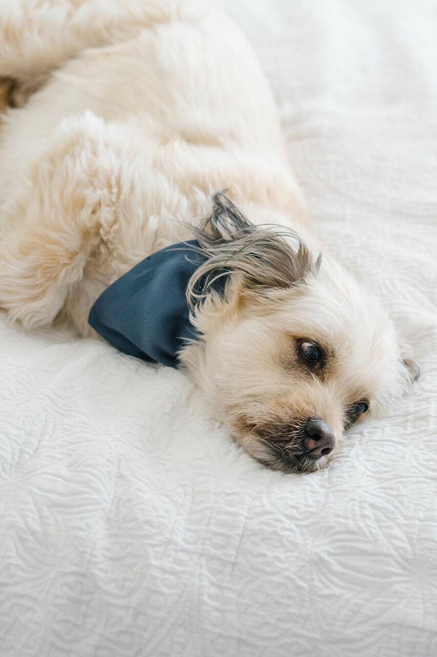 Silent Night - Organic Holiday Pet Bandana