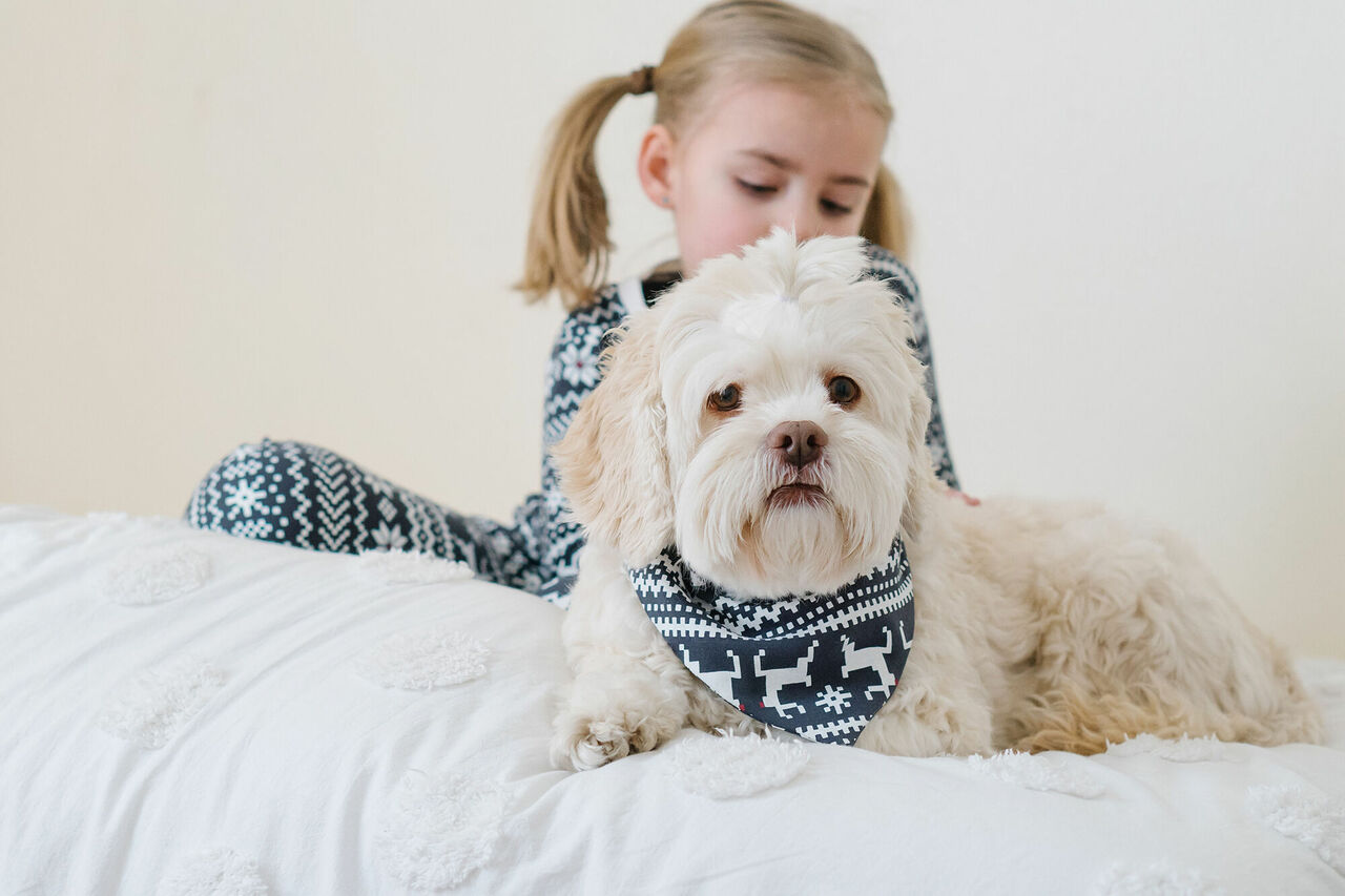 Rudolph - Organic Holiday Pet Bandana