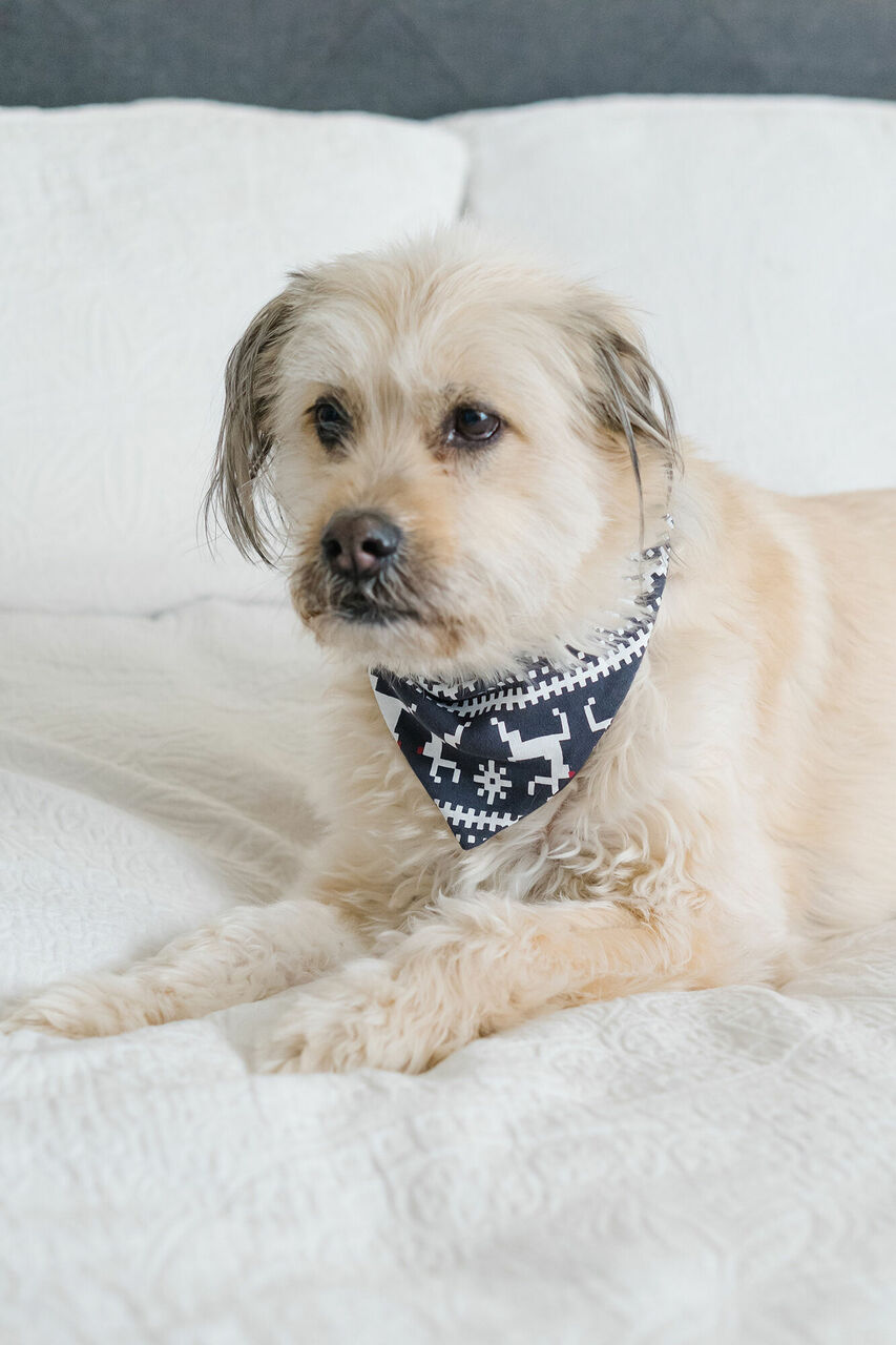 Rudolph - Organic Holiday Pet Bandana