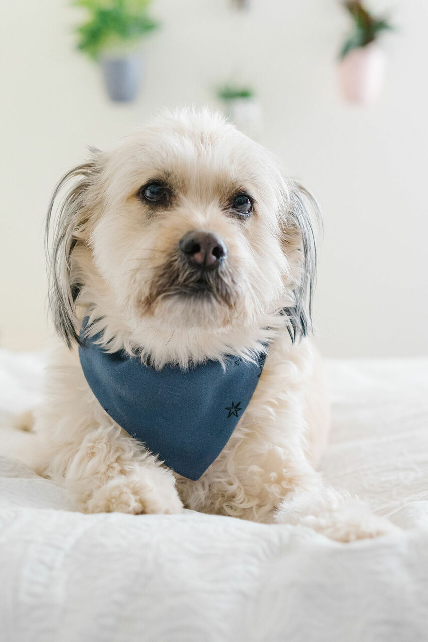 Silent Night - Organic Holiday Pet Bandana